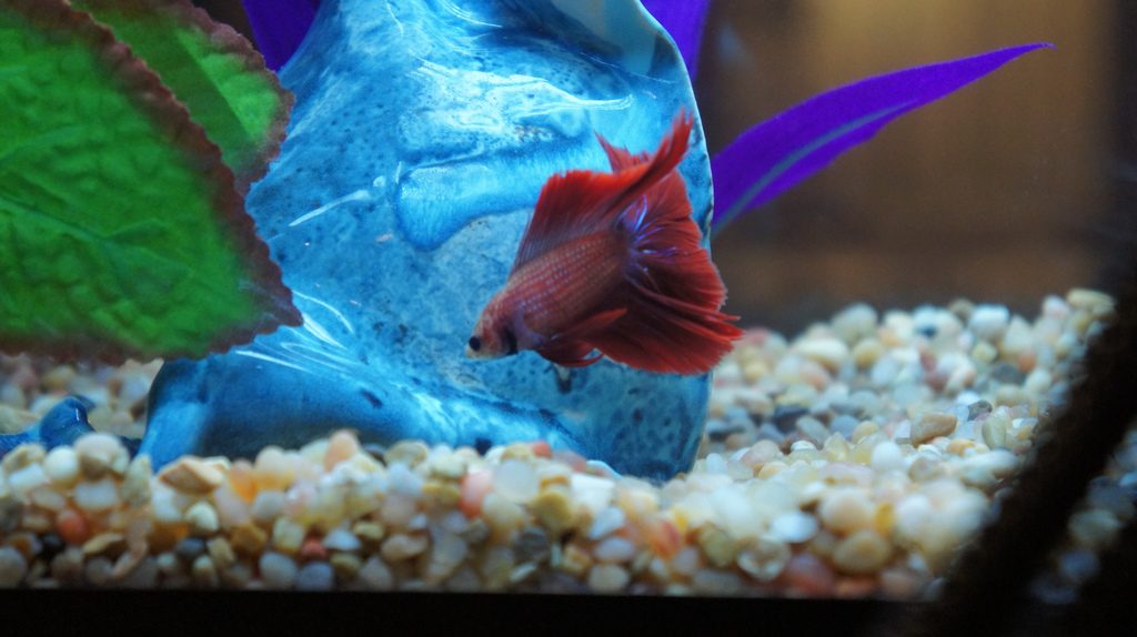 best betta fish tanks