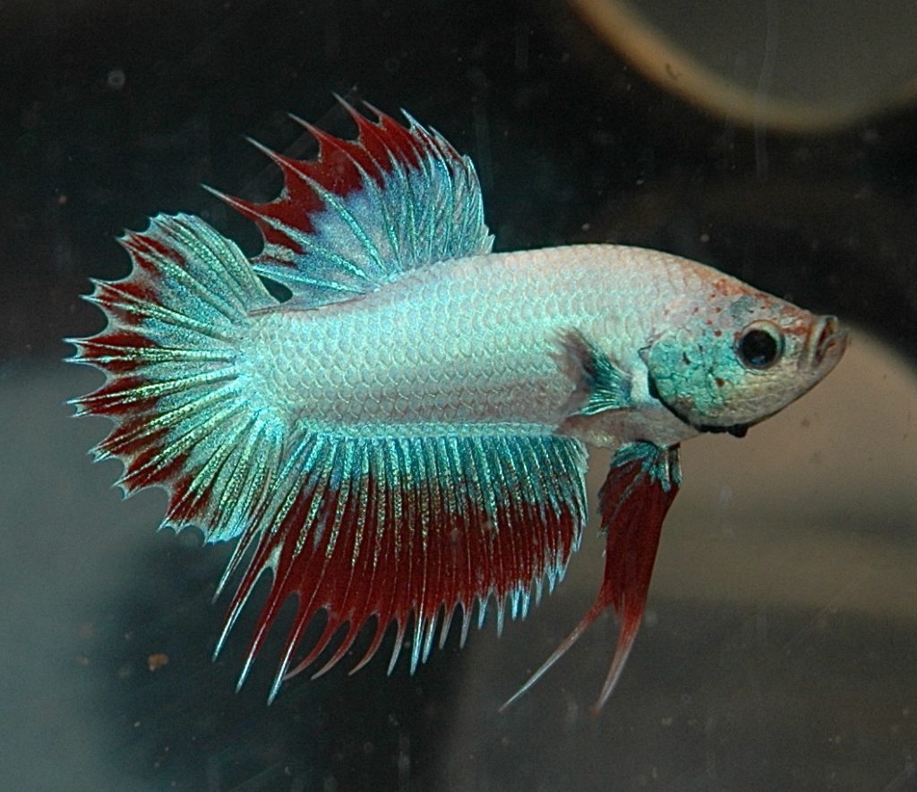 Betta Fish Care Guide