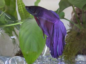 betta fish care guide purple betta