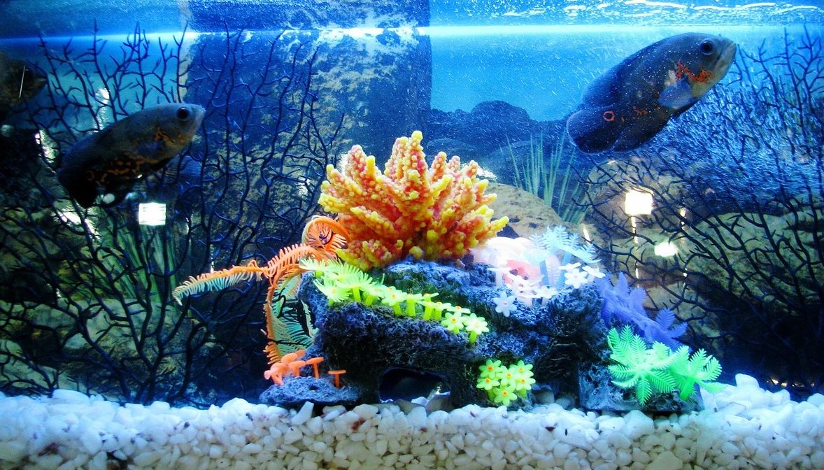 fish tank setup guide