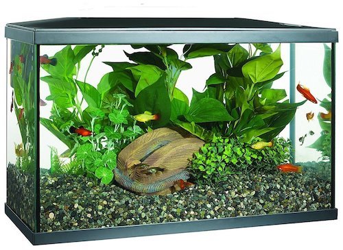 Best 10 and 12 Gallon Fish Tanks