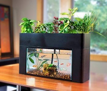 Beautiful Self Cleaning Fish Tanks Save You Time & Money (2020)