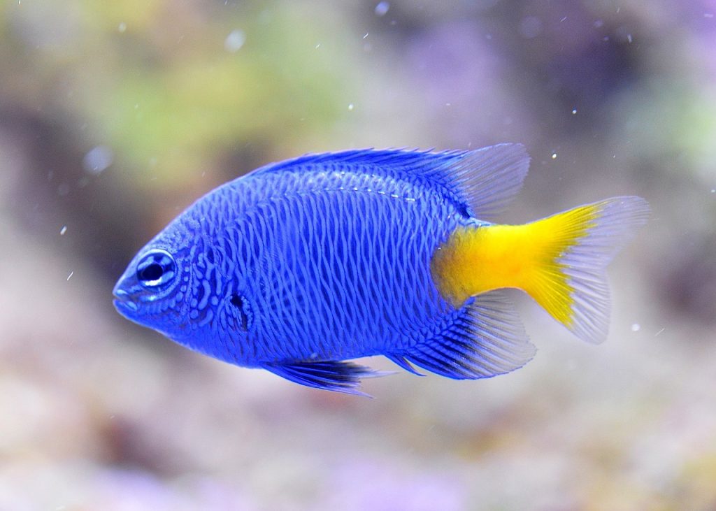 best fish for 20 gallon tank