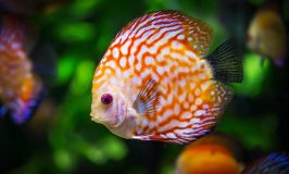 best self cleaning fish tanks