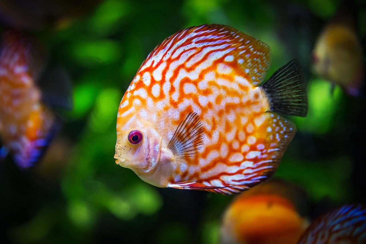Best Self Cleaning Fish Tanks to Save You Time - 2018 Buyer's Guide