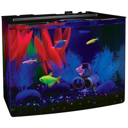 Best 3 Gallon Fish Tanks