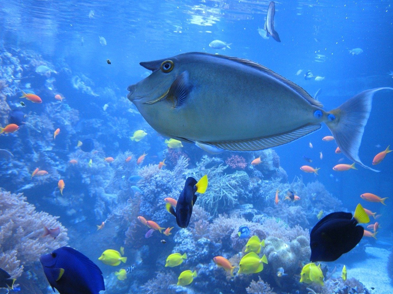 Best Fish Tank & Aquarium Canister Filters