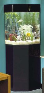 pentaview triangle corner 35 gallon aquarium with stand