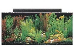 seaclear 40 gallon acrylic aquarium kit 2