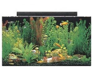 seaclear 50 gallon acrylic aquarium combo set