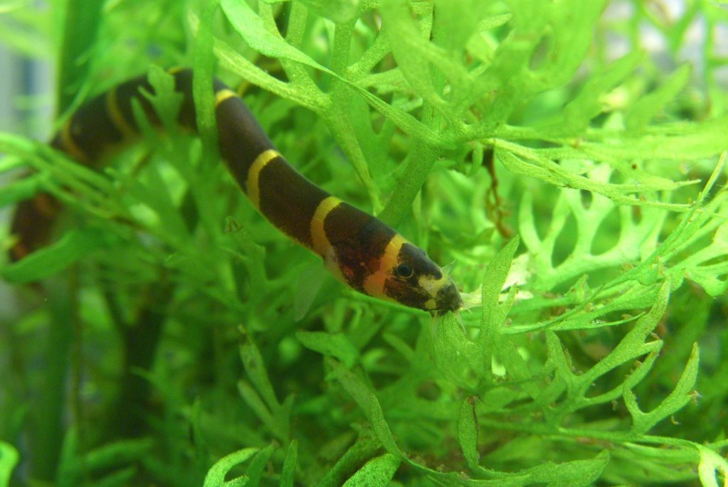 black kuhli loach