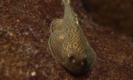 hillstream loach