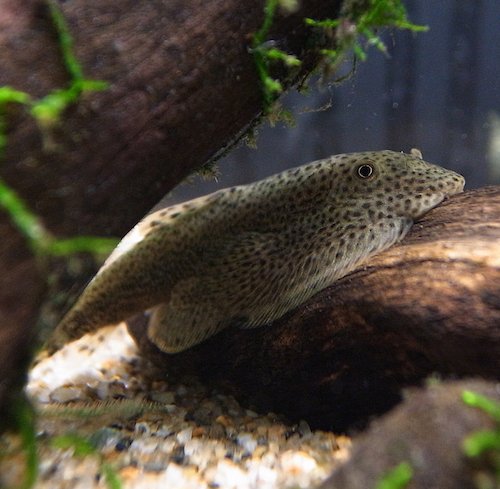 hillstream loach 3