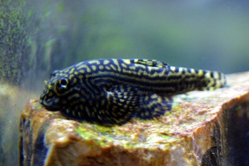 hillstream loach 4