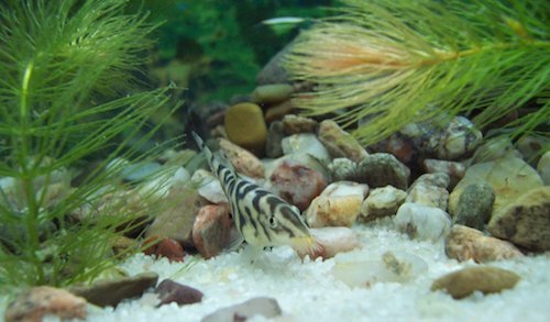 yoyo loach 2