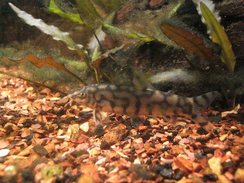 yoyo loach 5