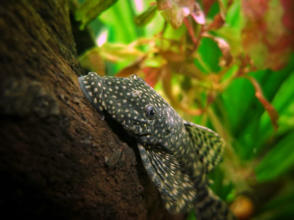 Best Fish Tank Cleaner