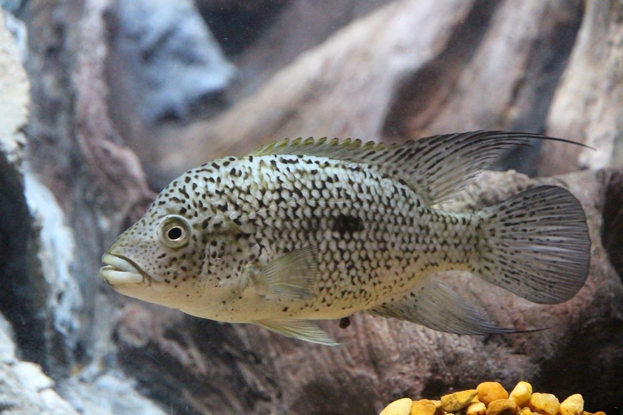 Best Fish Tank & Aquarium Internal Filters