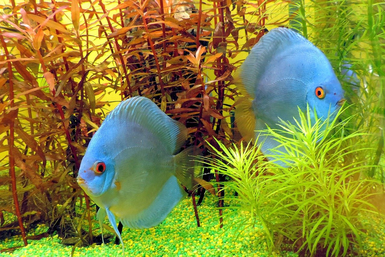 Best Fish Tank & Aquarium Power Filters