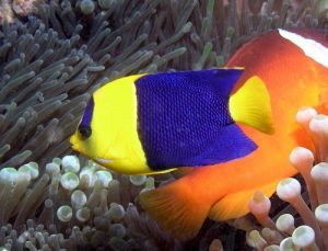 bicolor angelfish