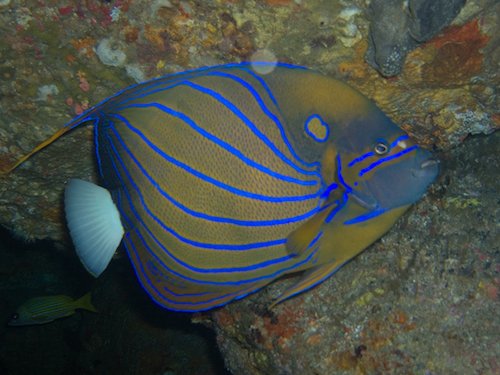 blue ring angelfish 2