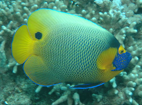 blueface angelfish 1