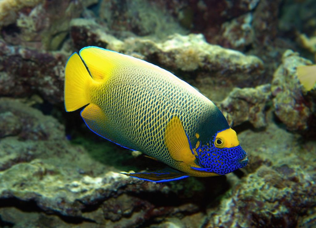 blueface angelfish