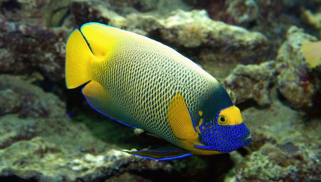 blueface angelfish