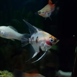 blushing angelfish