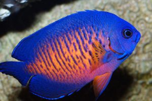 coral beauty angelfish