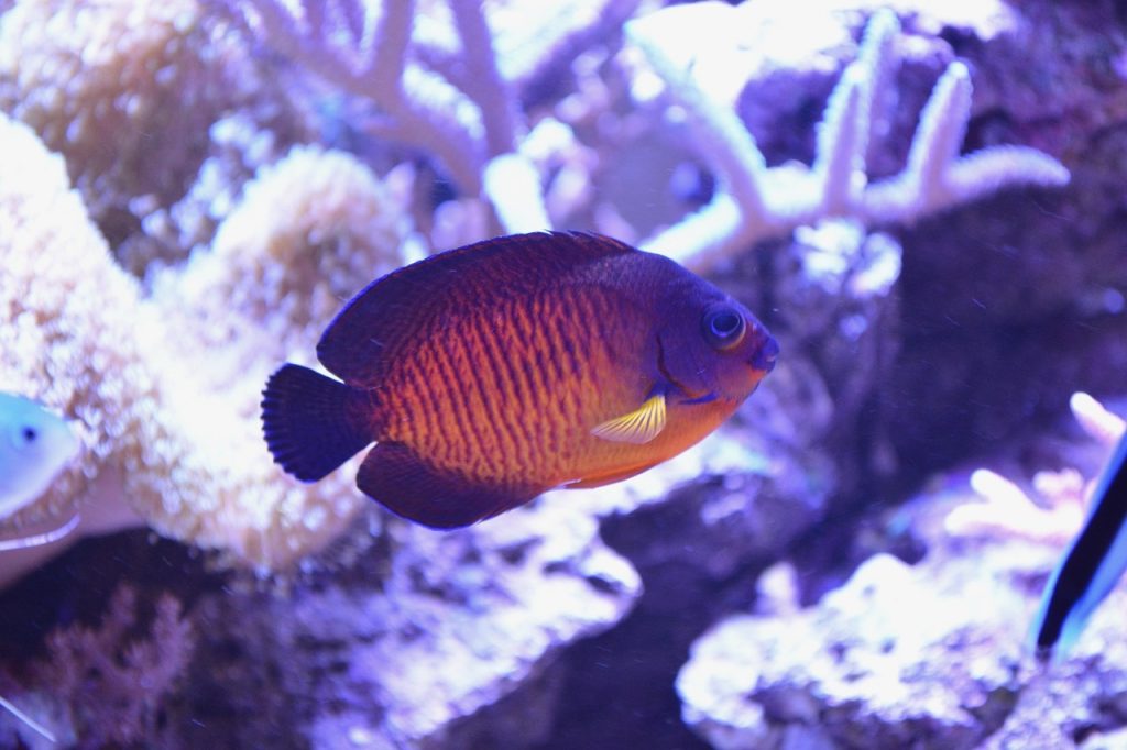 dwarf angelfish