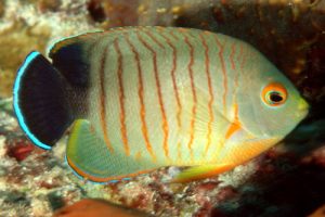 eibli angelfish