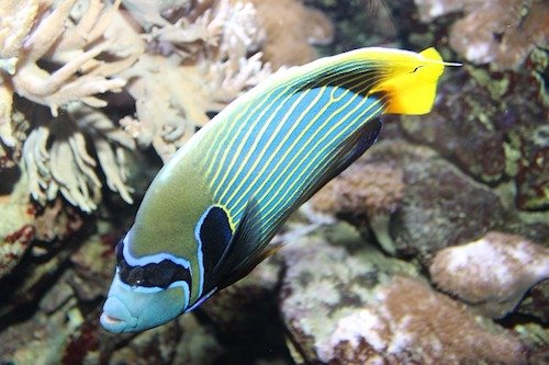emperor angelfish 1
