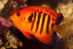 flame angelfish