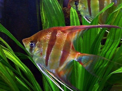 freshwater angelfish 2