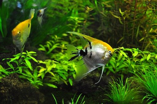 freshwater angelfish 3