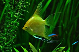golden angelfish