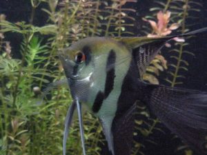 half black angelfish