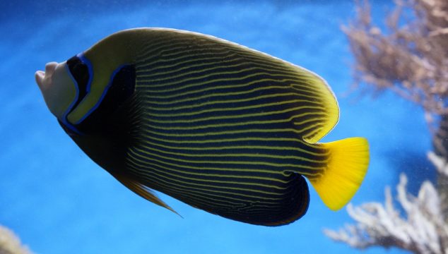 large saltwater angelfish