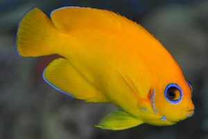 lemonpeel angelfish