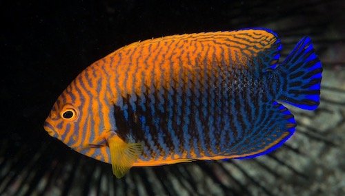 Dwarf Saltwater Angelfish