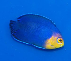 pygmy angelfish