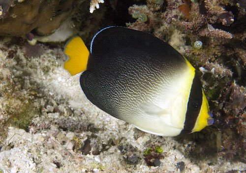 singapore angelfish 1