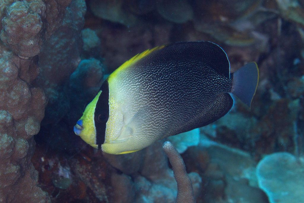 singapore angelfish