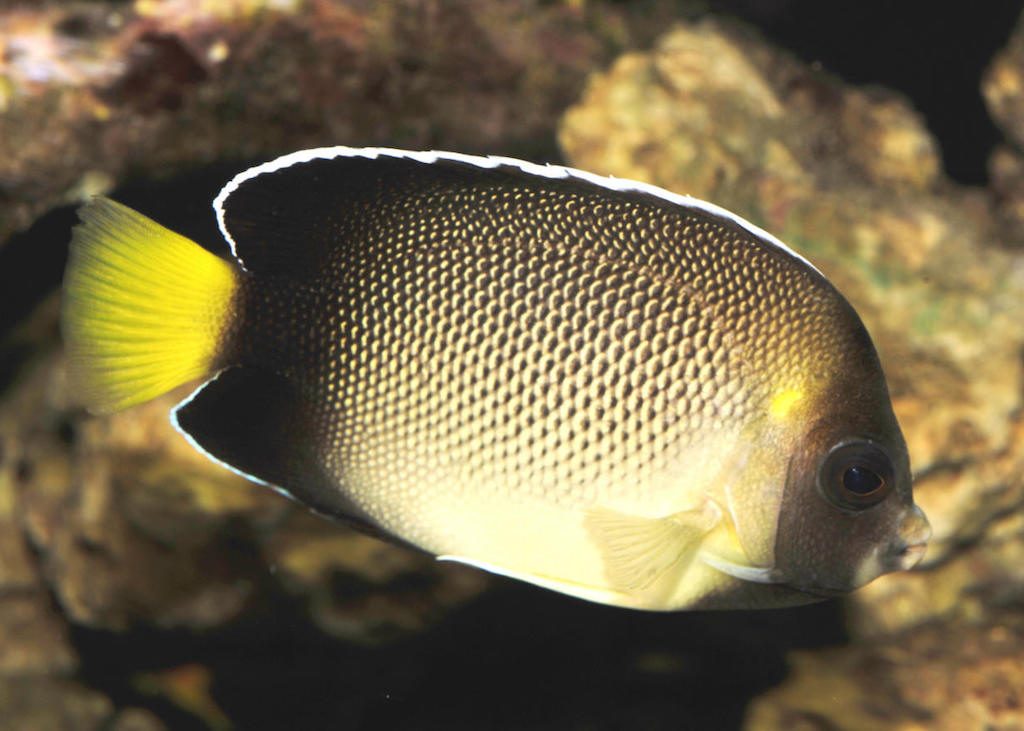 xanthurus angelfish