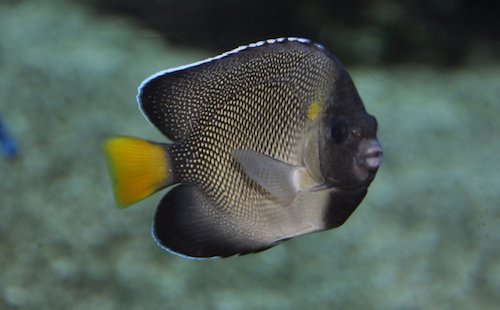 xanthurus angelfish 2