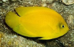 yellow angelfish