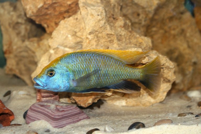 Best Freshwater Fish Foods