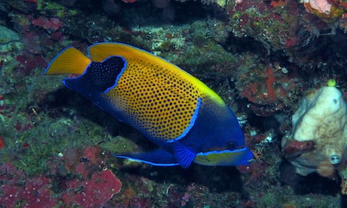 blue girdled angelfish 2