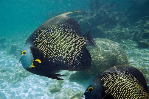 french angelfish 1